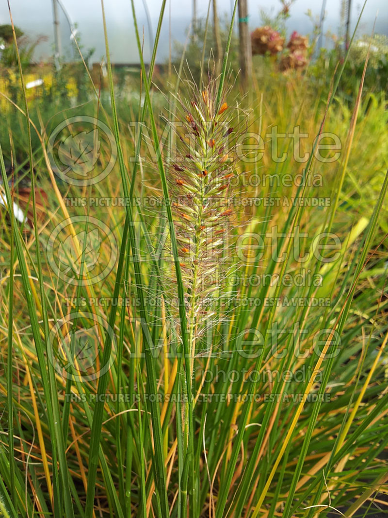 Pennisetum Hameln (Pearl millet grass) 8