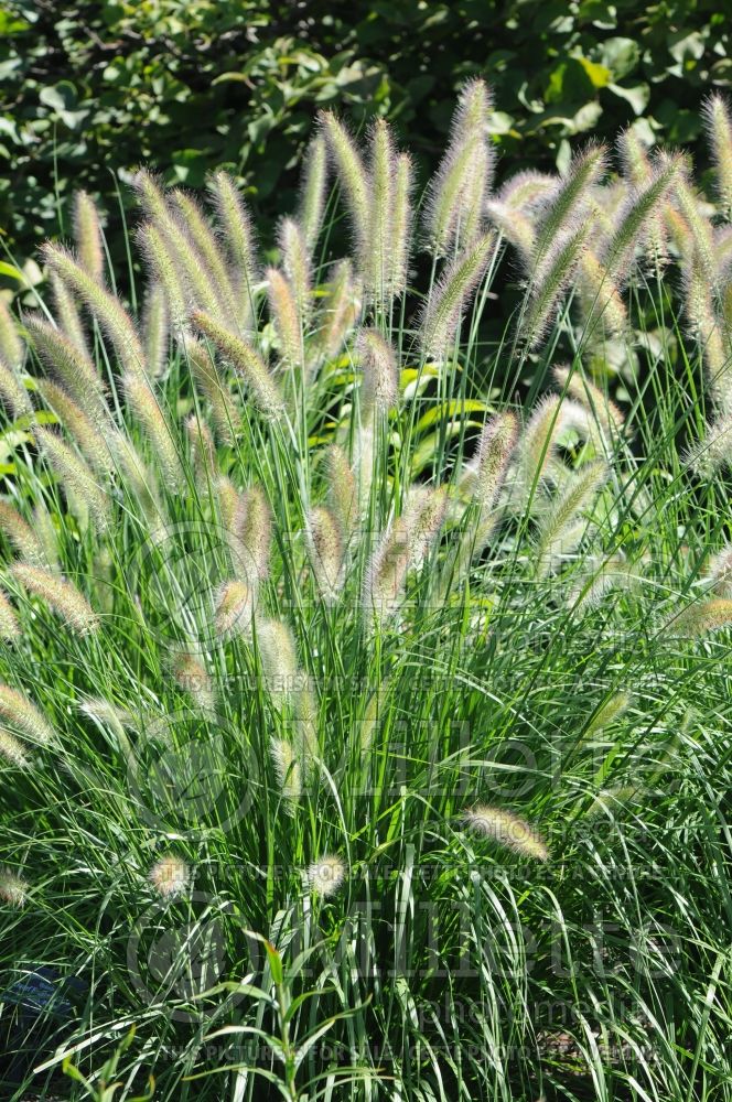 Pennisetum Hameln (Pearl millet grass) 4