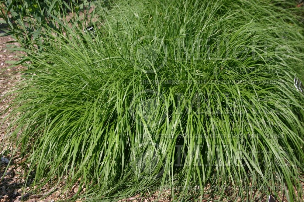 Pennisetum Hameln (Pearl millet grass) 6