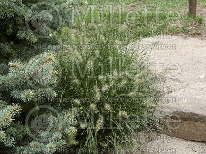 Pennisetum Little Bunny (Fountain Grass)  4