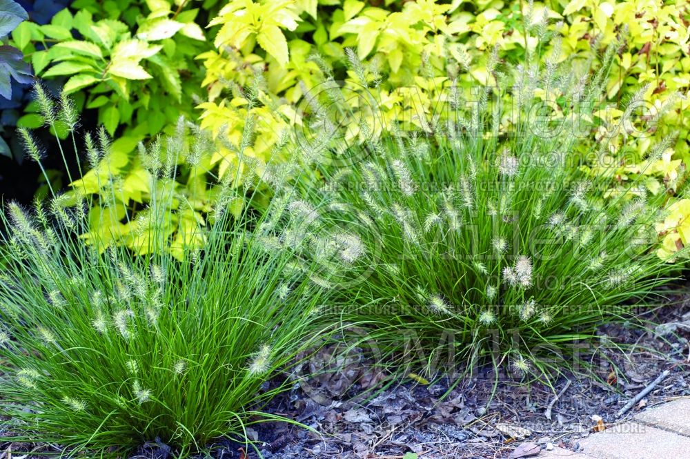 Pennisetum Little Bunny (Fountain Grass)  8
