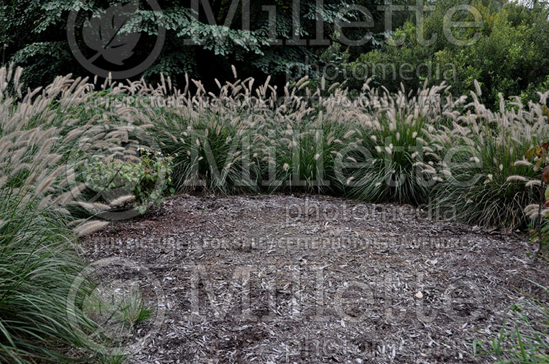 Pennisetum alopecuroides (Fountain Grass) 1