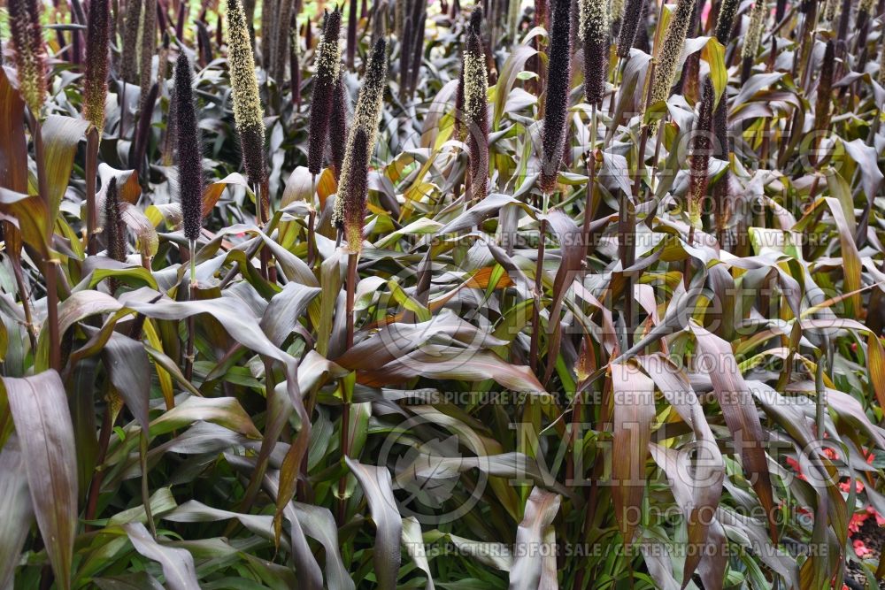 Pennisetum Jester (Pearl millet grass) 1