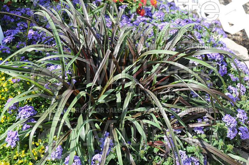 Pennisetum Vertigo (Pearl Millet Fountain Grass) 4 
