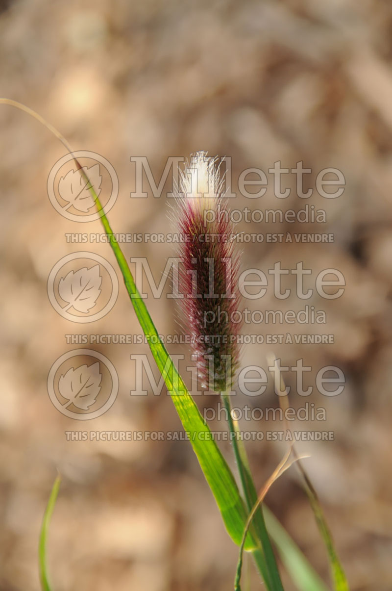 Pennisetum Red Bunny Tails  (Fountain Grass) 2 