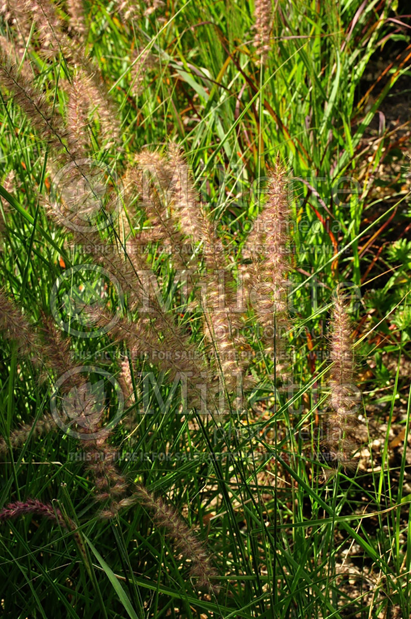 Pennisetum Karley Rose (oriental fountain grass)  3