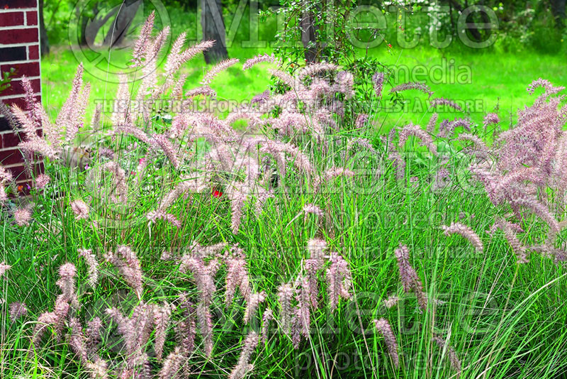 Pennisetum Karley Rose (oriental fountain grass)  20