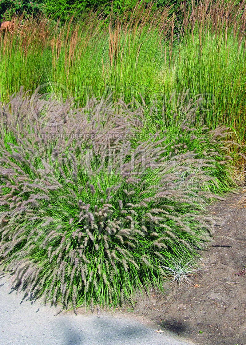 Pennisetum Karley Rose (oriental fountain grass)  21