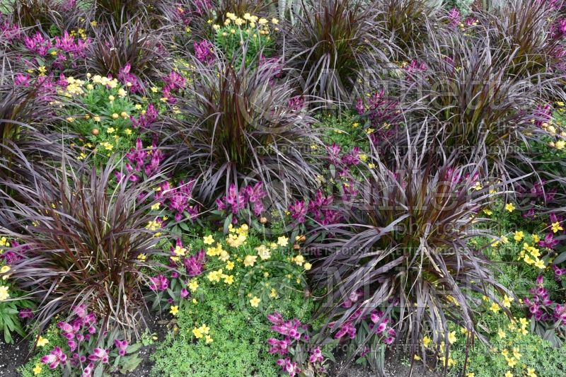 Pennisetum Rubrum (Fountain Grass) 3