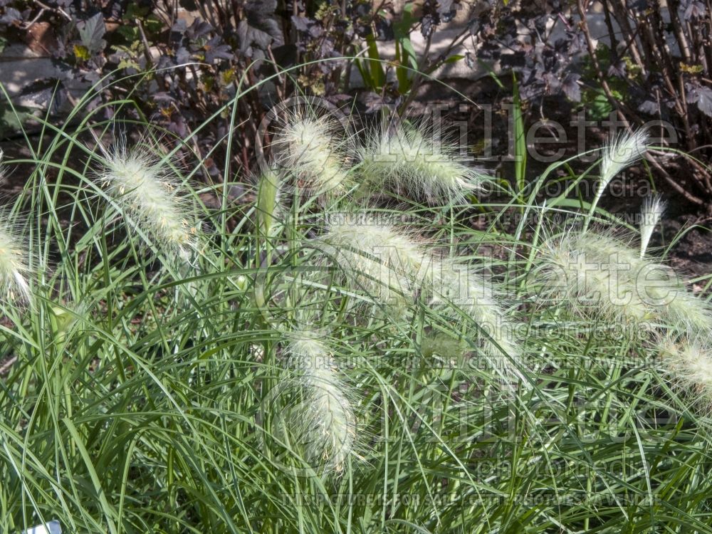 Pennisetum villosum (Feathertop grass) 3  