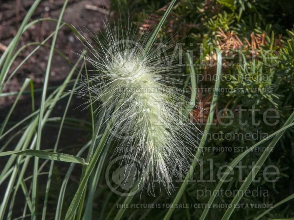 Pennisetum villosum (Feathertop grass) 4  