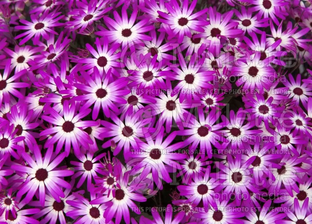 Pericallis Senetti Violet Bicolor (Cineraria) 1