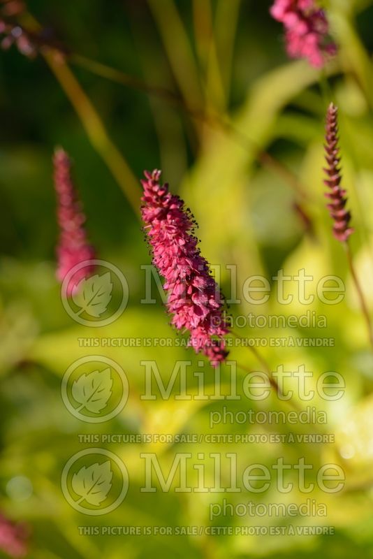 Persicaria aka Polygonum Golden Arrow (Fleeceflower or Knotweed) 5 
