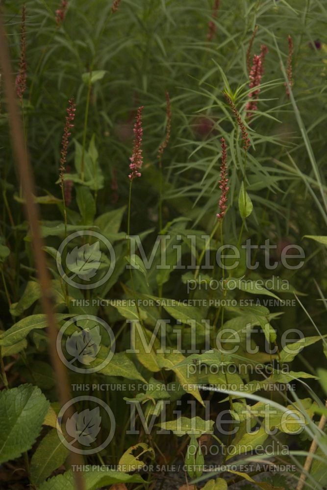 Persicaria aka Polygonum Orange Field (Fleeceflower or Knotweed) 2 