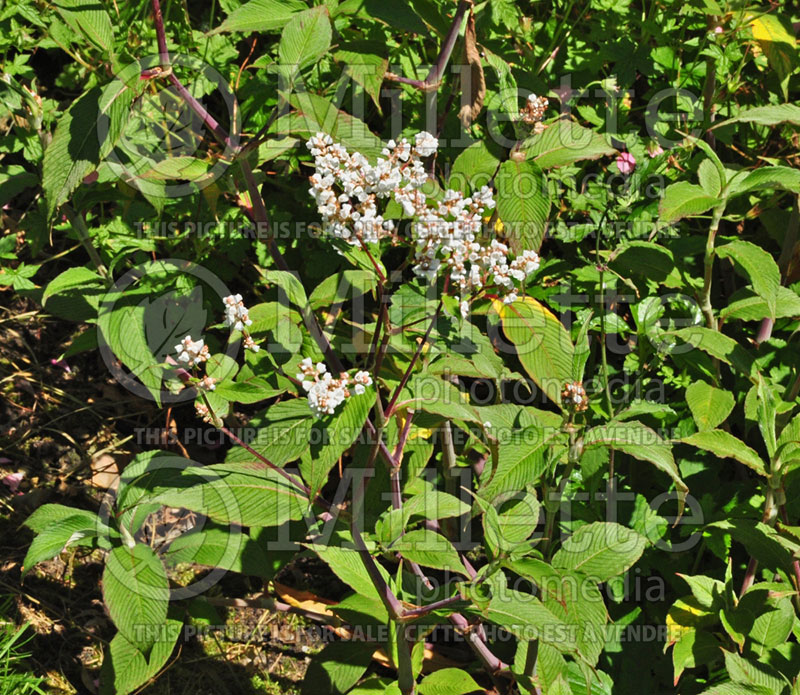 Persicaria aka Polygonum Southcombe White (Fleeceflower or Knotweed) 1 
