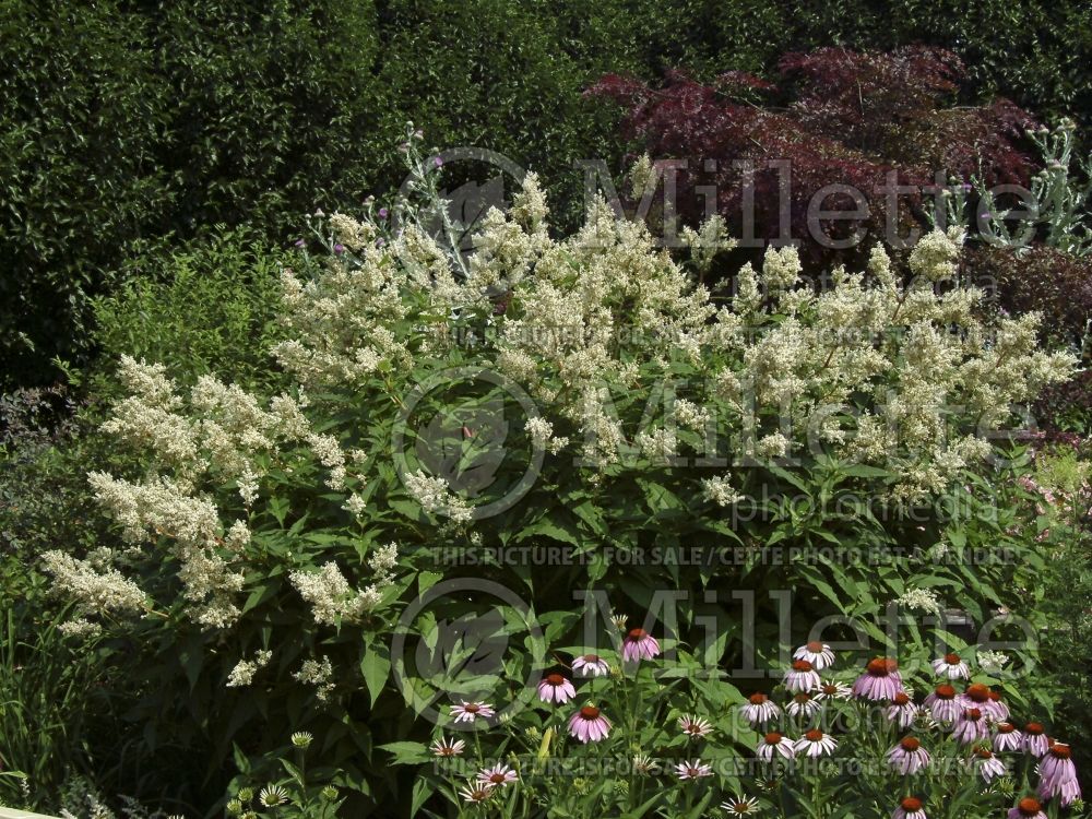 Persicaria aka Polygonum polymorpha (Fleeceflower or Knotweed)  3