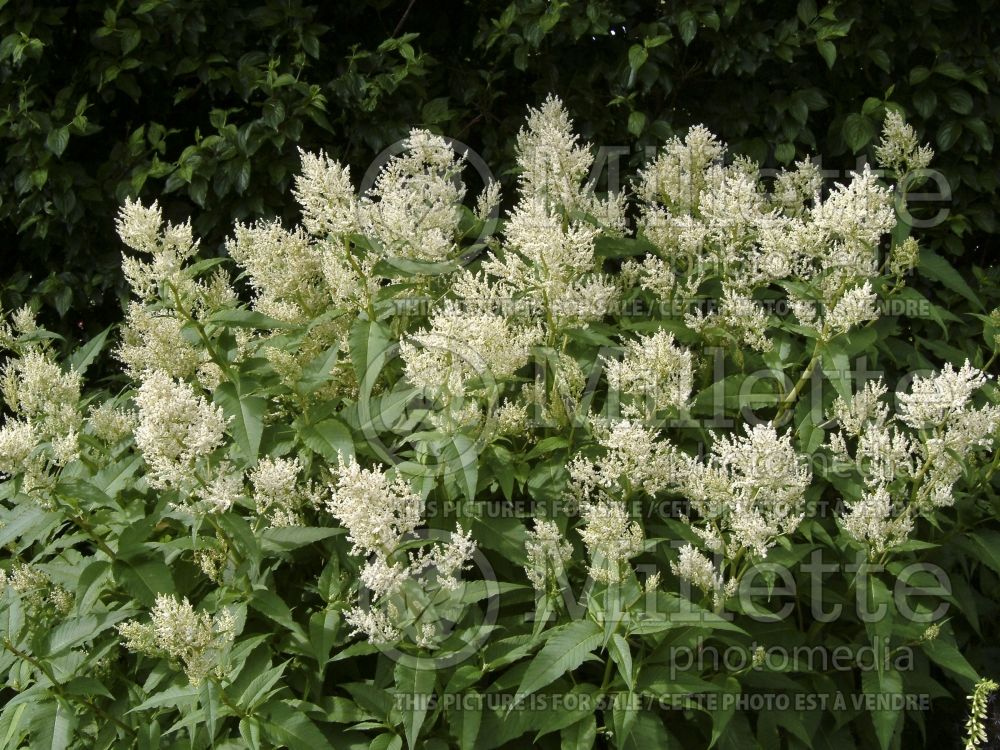 Persicaria aka Polygonum polymorpha (Fleeceflower or Knotweed)  4