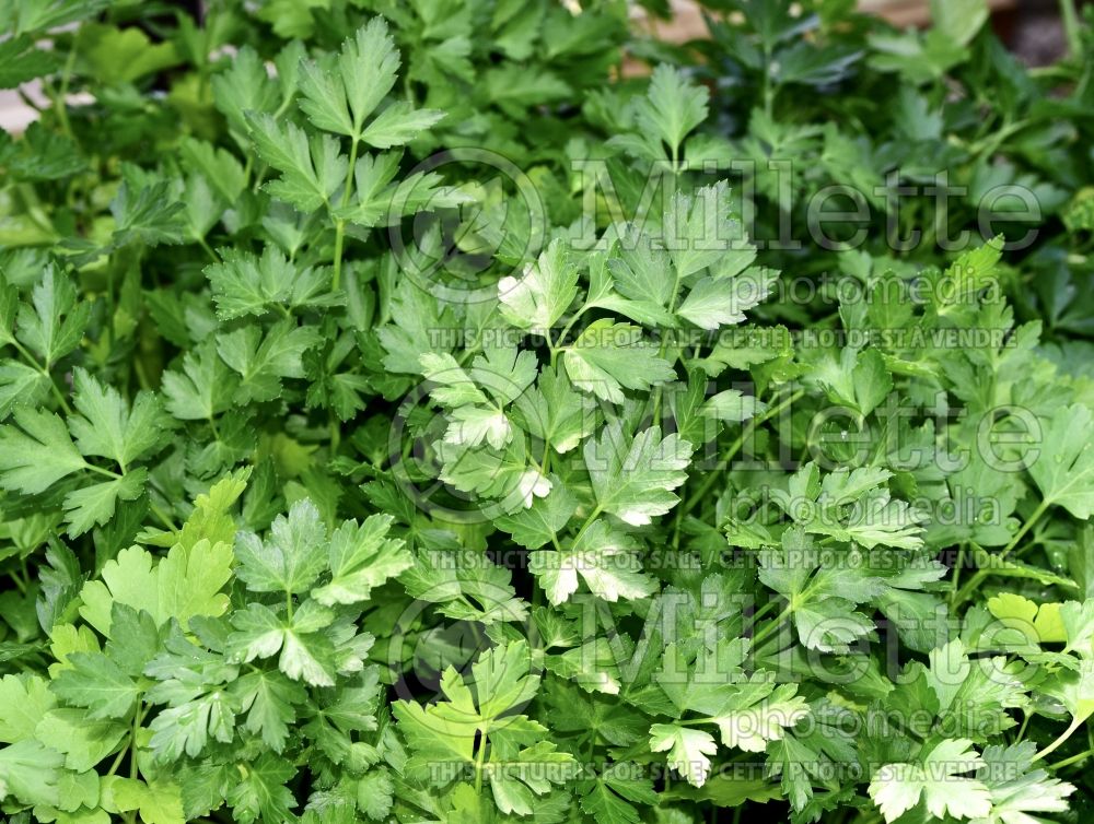 Petroselinum crispum var. neapolitanum (Italian parsley herb) 10