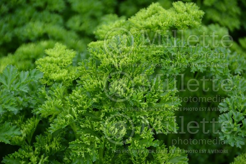 Petroselinum Champion Moss Curled (parsley herb - persil) 2 
