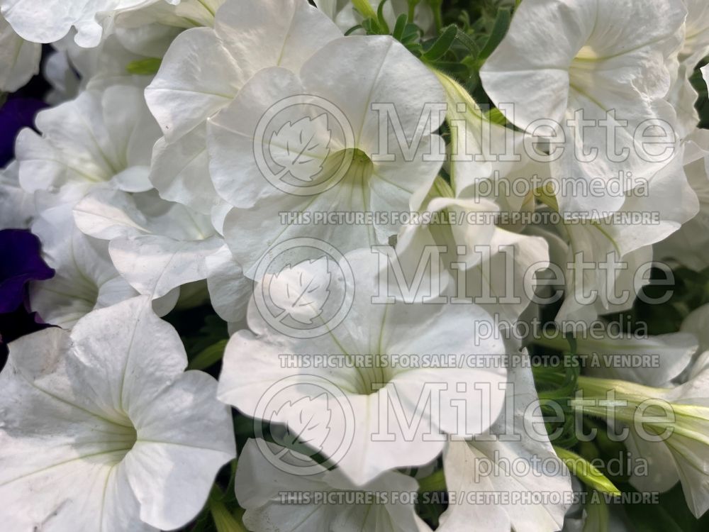 Petunia SureShot White (Petunia) 1