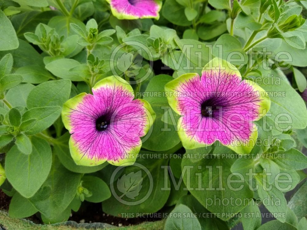 Petunia Designer Buzz Purple (Petunia) 2
