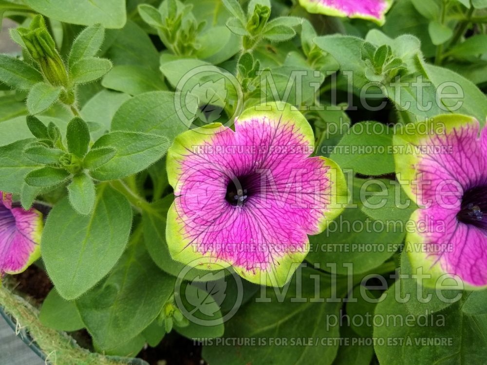 Petunia Designer Buzz Purple (Petunia) 1