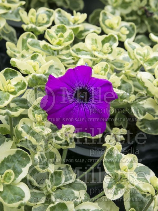 Petunia Glamouflage Grape (Petunia) 2
