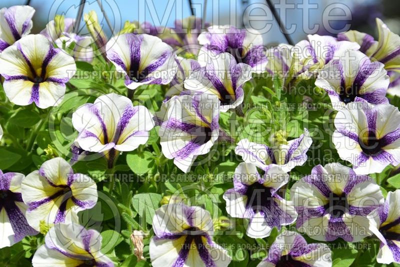 HOW TO PLANT, GROW, & CARE FOR PETUNIA FLOWERS