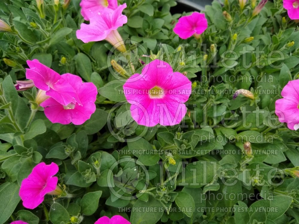 Petunia Shock Wave Rose (Petunia) 1