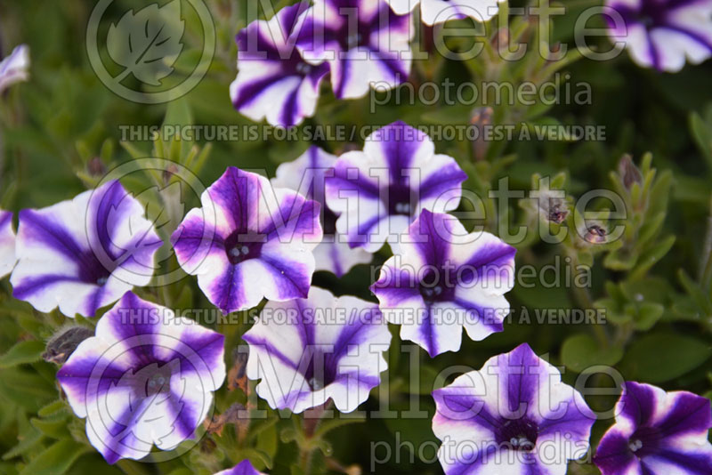 Petunia Supertunia Violet Star Charm (petunia)  2