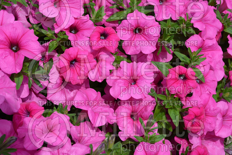 Petunia Surfinia Sumo Pink (petunia) 3 