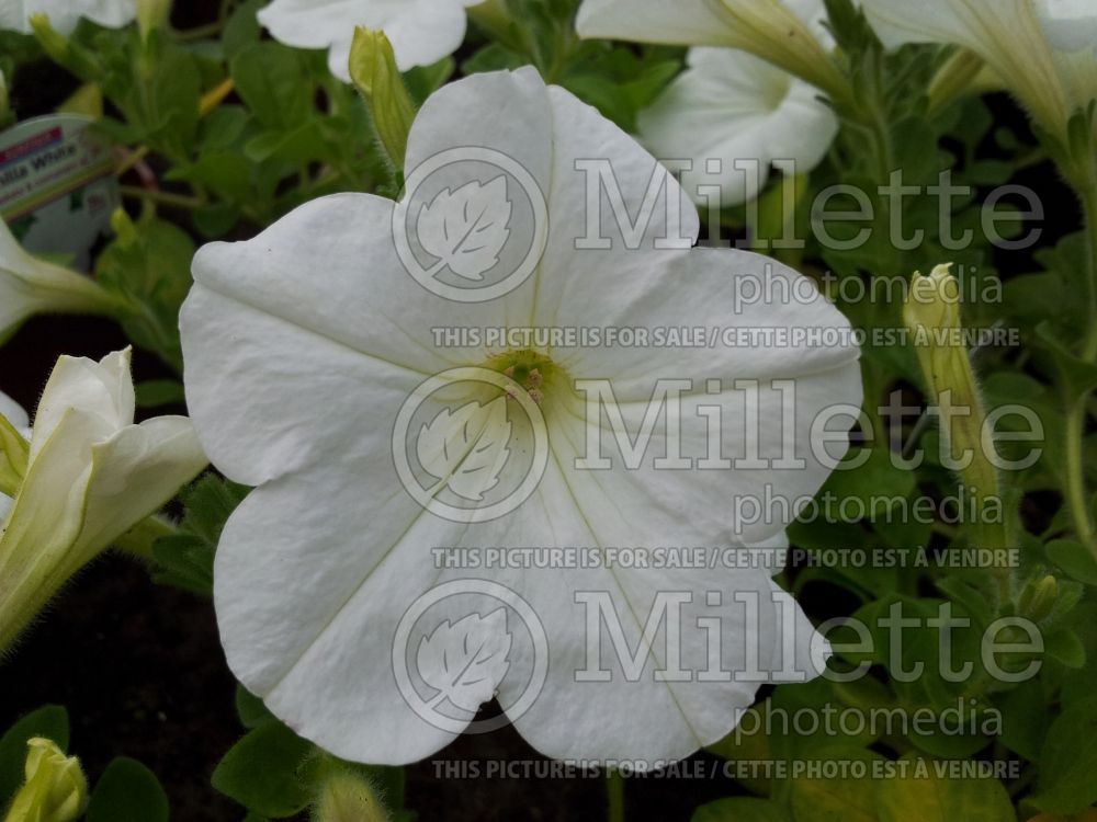 Petunia Surfinia Vanilla White (Petunia) 1
