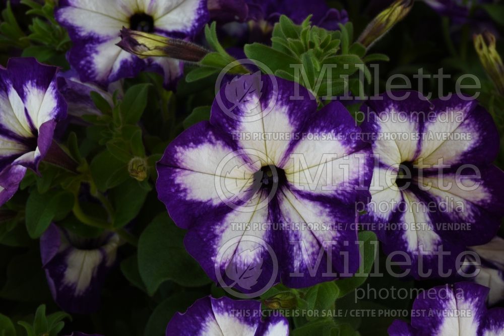 Petunia Surprise Tie Dye Violet (Petunia) 1