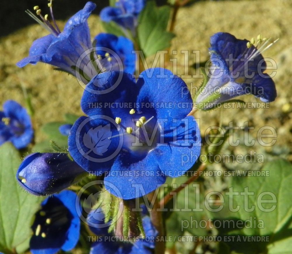 Phacelia campanularia (desert bluebells) 1 
