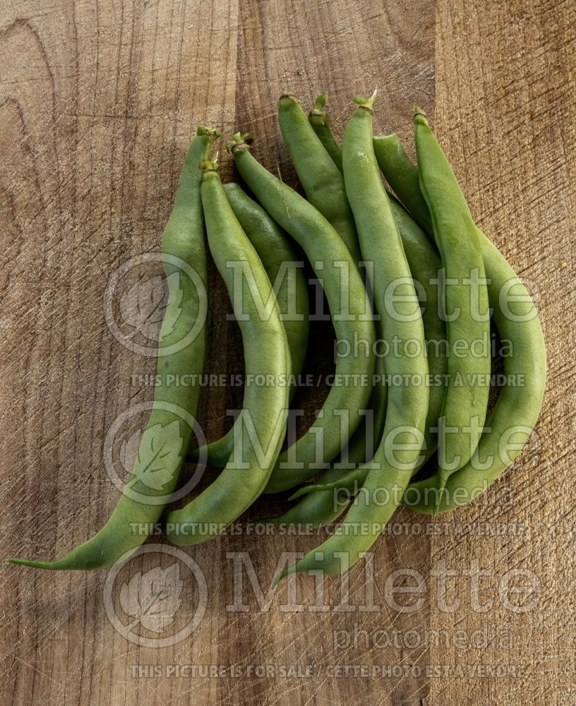 Phaseolus Burpee's Stringless Green Pod (pole bean vegetable - haricot) 1 