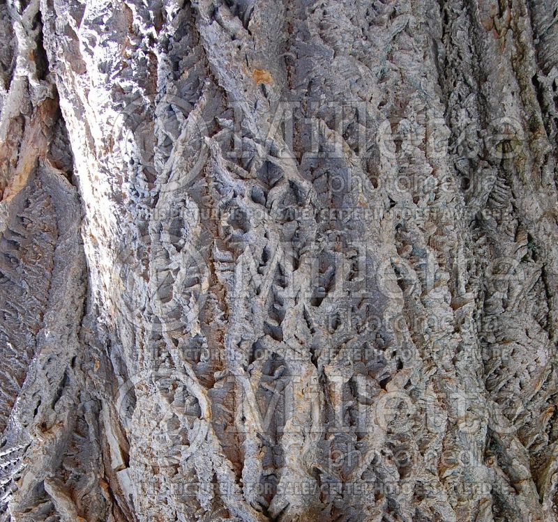 Phellodendron amurense var. lavellie - Bark (corktree) 1 