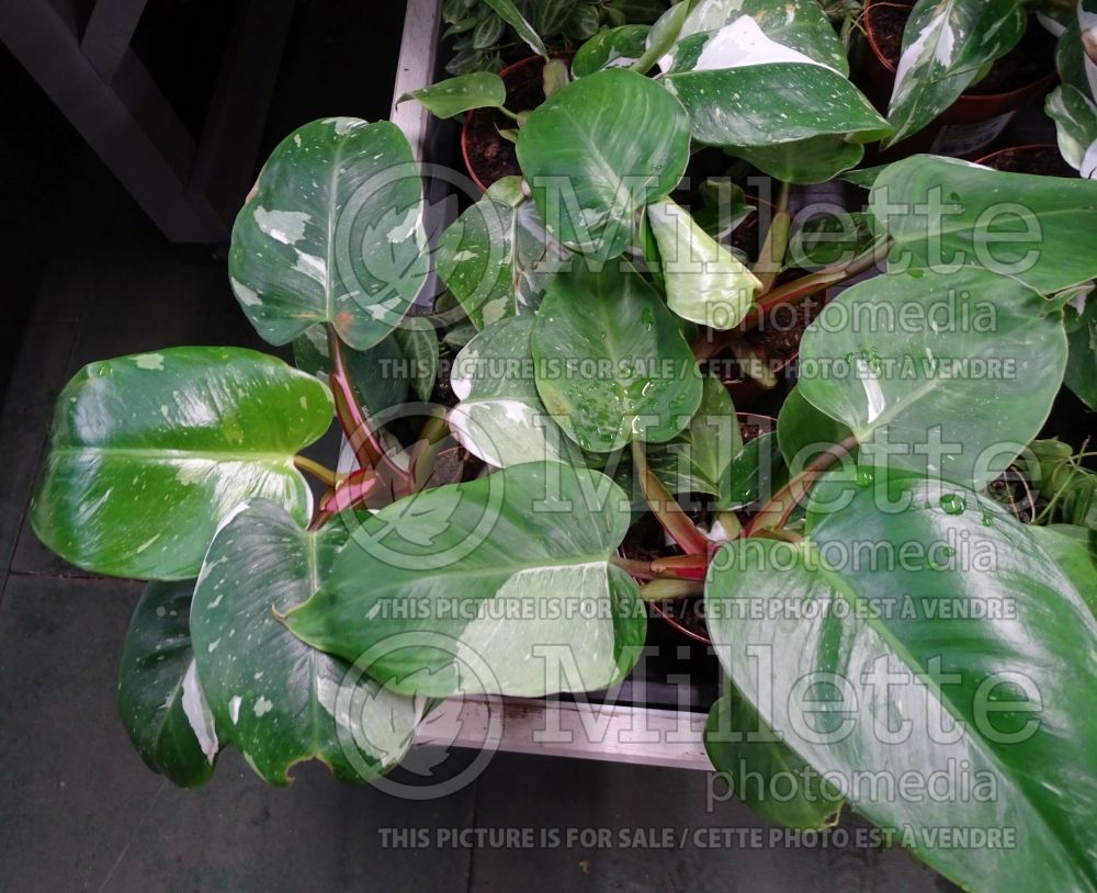 Philodendron White Princess (cut-leaf philodendron) 4