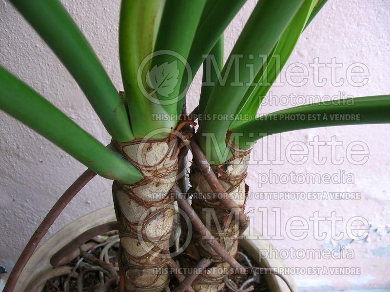 Philodendron Hope (cut-leaf philodendron) 4