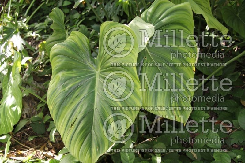 Facts about Philodendron