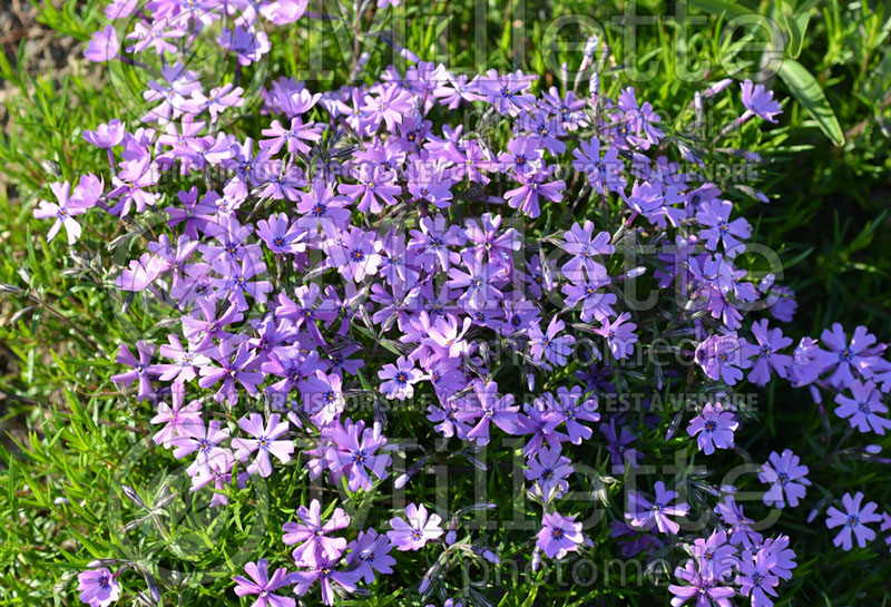 Phlox Purple Beauty (Phlox) 2 