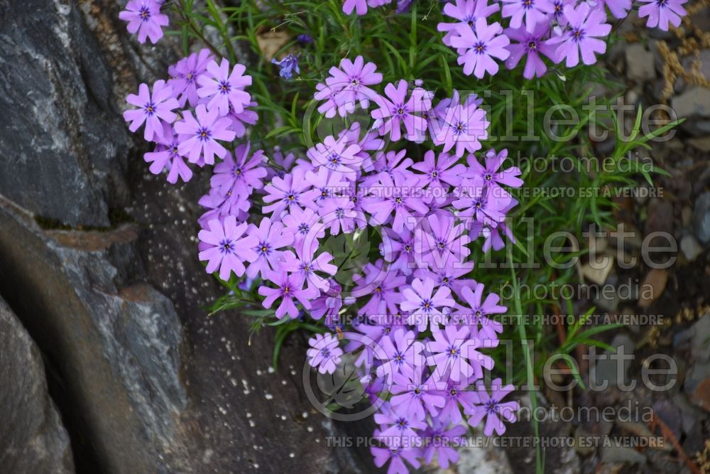 Phlox Purple Beauty (Phlox) 6 
