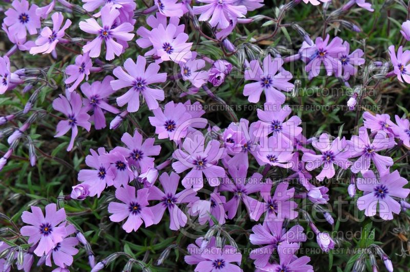 Phlox Purple Beauty (Phlox) 5 