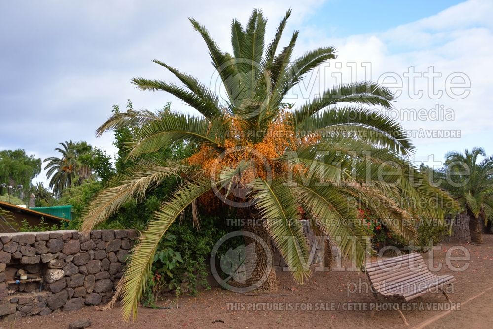 Phoenix canariensis (Palm tree Date Palm) 3