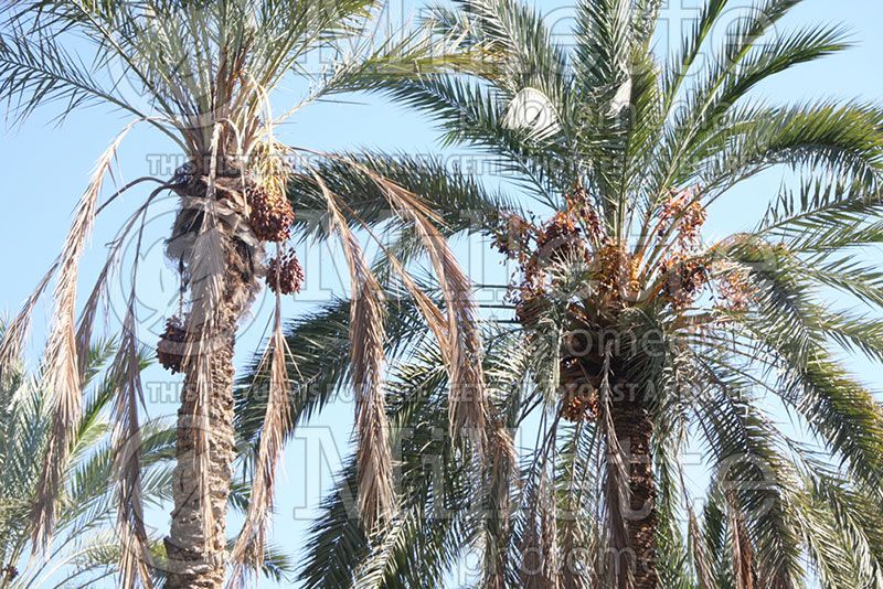 Phoenix dactylifera (Palm tree Date Palm)  2