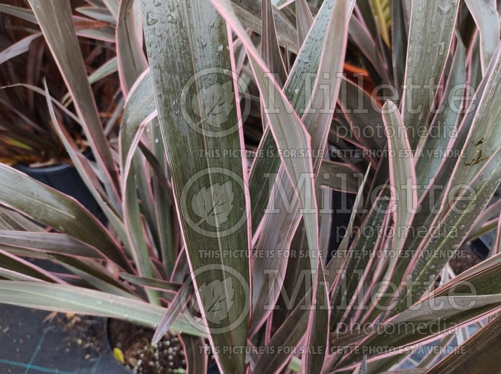 Phormium Pink Stripe (New Zealand Flax) 2 