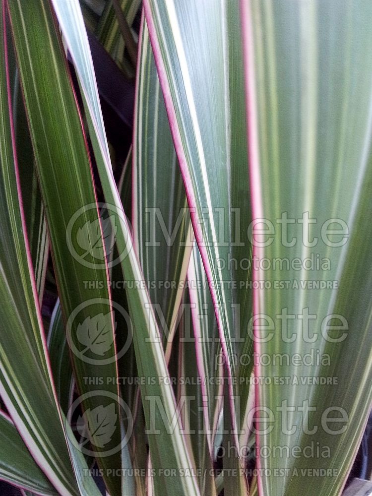 Phormium Tricolor (New Zealand Flax) 4 