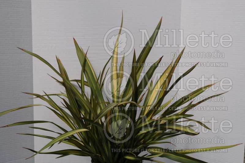 Phormium Lancer Green and Yellow (New Zealand Flax) 2 
