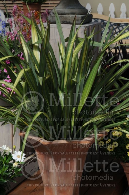Phormium Lancer Green and Yellow (New Zealand Flax) 3 