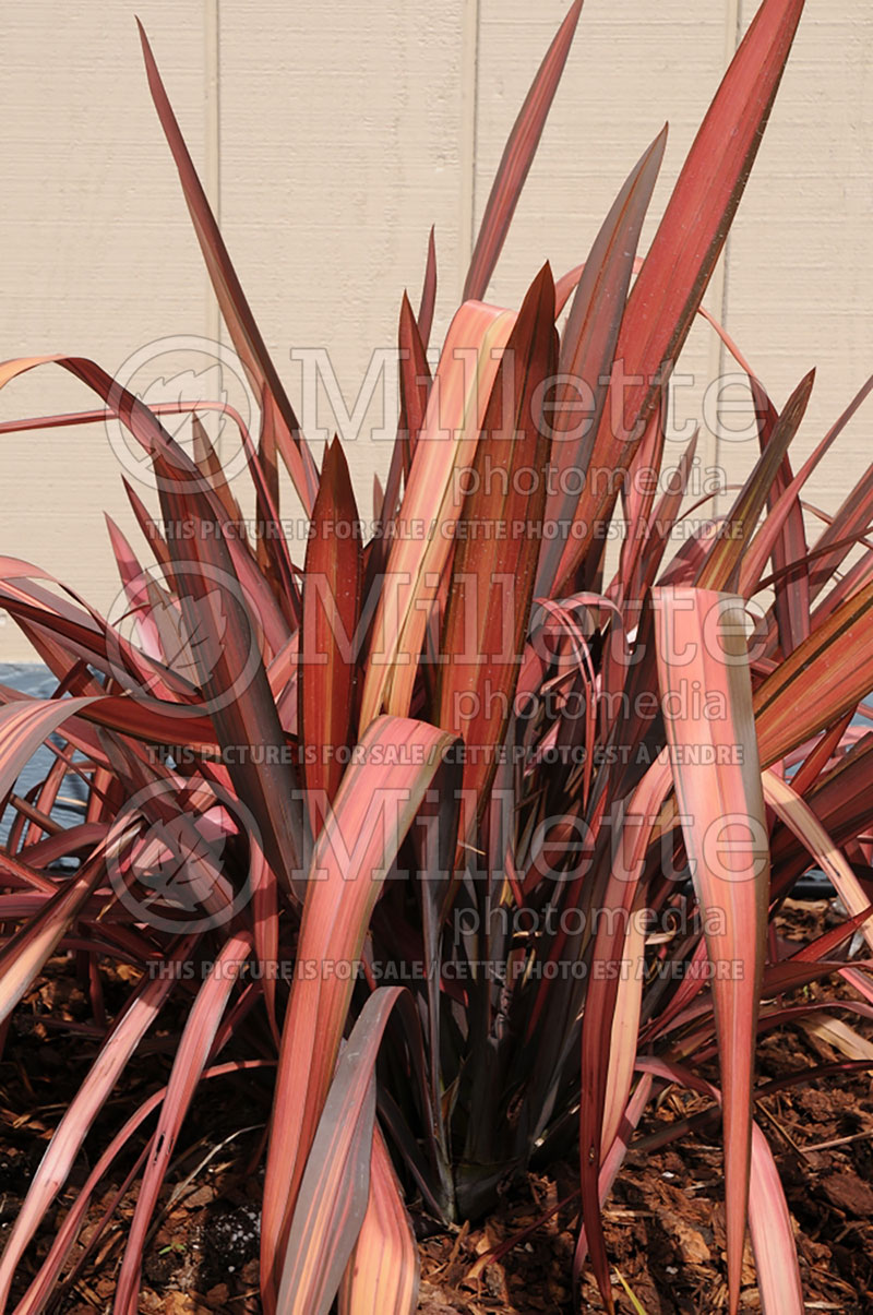 Phormium Margaret Jones (New Zealand Flax) 1 