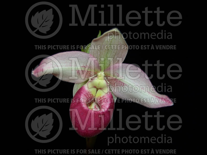 Phragmipedium Cardinale (Orchid) 1 
